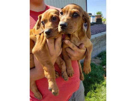 Redbone Coonhound Pups Rock Valley Puppies For Sale Near Me