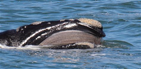 Wildlife In False Bay Southern Right Whales Epic Enabled