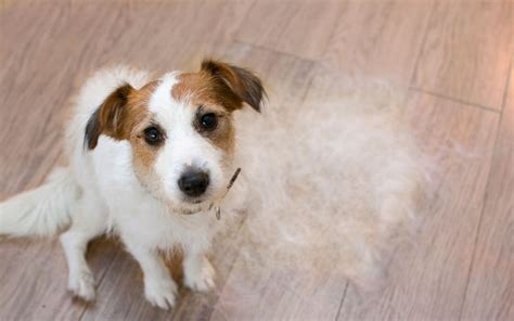To change the properties of the fur. Ask the Vet: Why Does My Dog Shed? | Sunset Veterinary Clinic