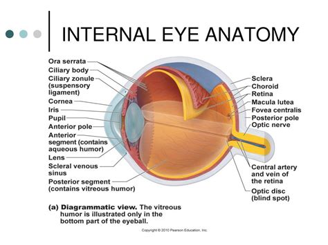 Internal Anatomy Of The Eye