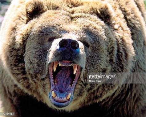 Roaring Bear Photos And Premium High Res Pictures Getty Images