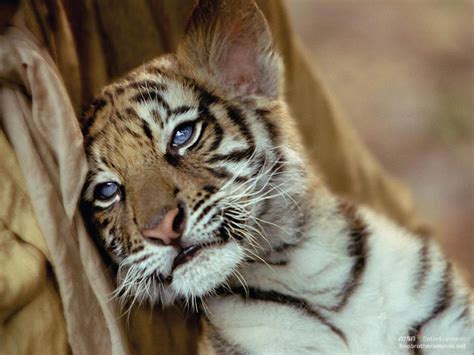 73 Cute Tiger Wallpaper Wallpapersafari