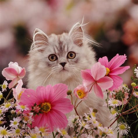 21 Cute Kittens Playing Around Flowers Will Make Your Day