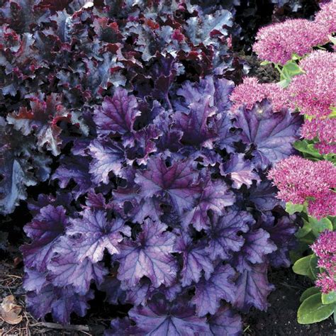Order wholesale & discount purple flowers by the bunch. 868 best FLOWERS - GARDENS / CONTAINERS - PERENNIALS ...