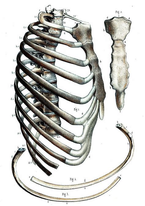Interactive tutorials about the ribs and sternum bones, with labeled images and diagrams featuring the beautiful illustrations of getbodysmart. Anatomy Of Human Rib Cage - Anatomy - Human Rib Cage by FrancescoMilanese85 | 3DOcean : 4 ...
