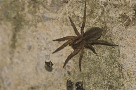 It was owned by several entities, from clay bannister of bigfoot pest control inc to kim lawrence of kimberly s lawrence, it was hosted by knownhost and liquid web l.l.c. BIGFOOT PEST CONTROL | Erie PA | Gallery of Pests