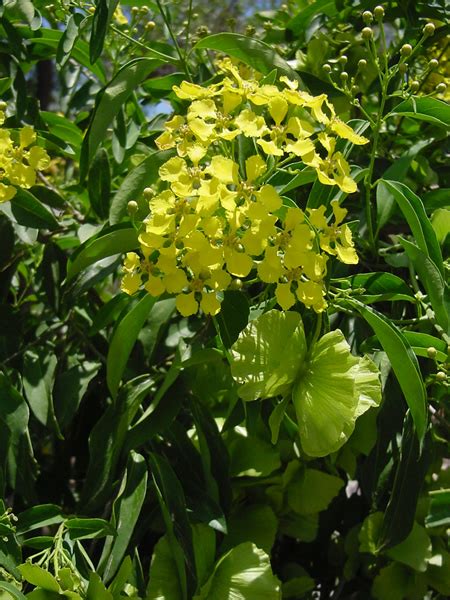 Găsește imagini de stoc cu tema yellow butterfly bushyellow orchid vine mascagnia, în format hd, și alte milioane de fotografii, ilustrații și vectori de stoc royalty free din colecția shutterstock. Gold Medal Plants | Charleston Horticultural Society