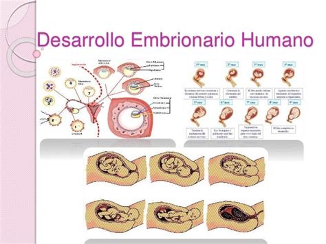 Las Etapas Del Desarrollo Embrionario