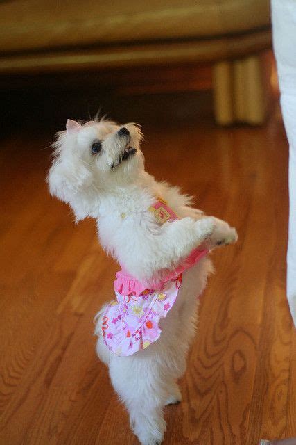 Maltese Puppy Clothes Dress The Dog Clothes For Your Pets