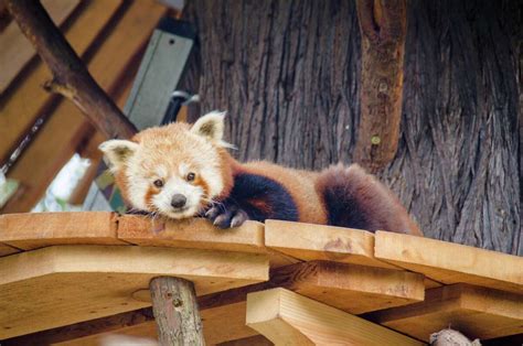 Missing Red Panda Found Safe After Escaping Eureka Zoo