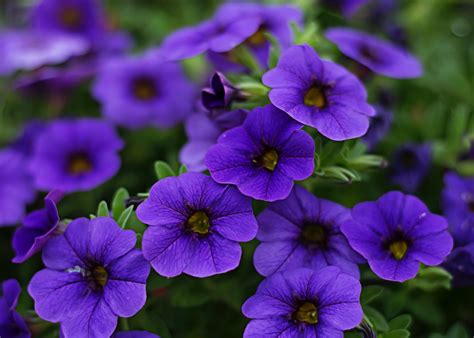 Purple Flowers Cool Purple Flowers 36978