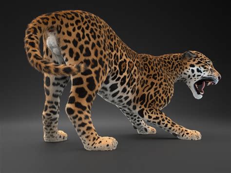 Panthera Onca American Jaguar D Model Rigged Cgtrader