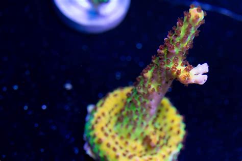 Pc Rainbow Acropora Coral Sunnyside Corals Sps Cut To Order