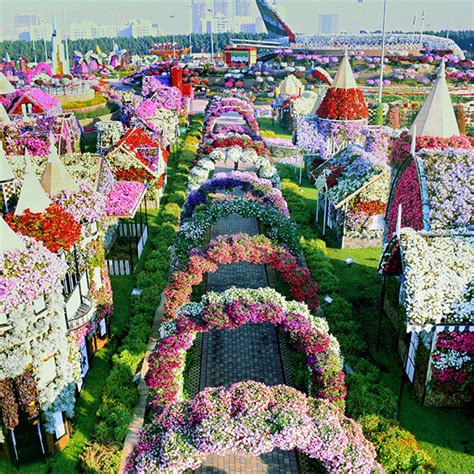 Flower buying is typically tied to the event for which it is being purchased. Dubai Miracle Garden | Botanical gardens near me, Flower ...