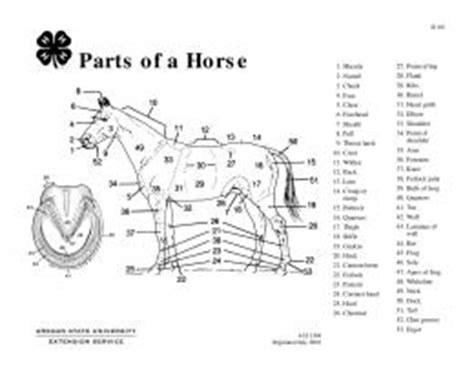 parts   horse teaching aid osu extension catalog