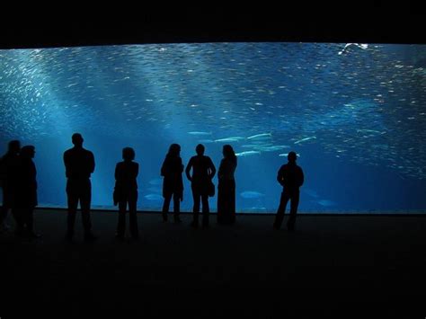 The Big Tank At The Open Sea Monterey Bay Aquarium Dream Vacations Monterey California