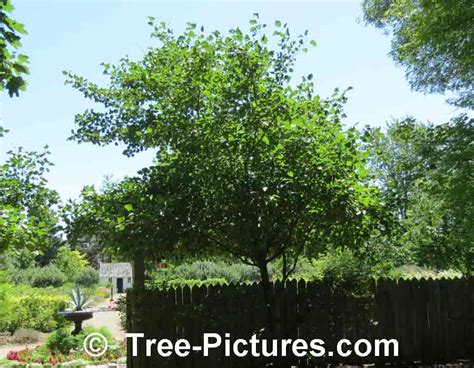 Hawthorn Tree Pictures Images Photos Facts On Hawthorns