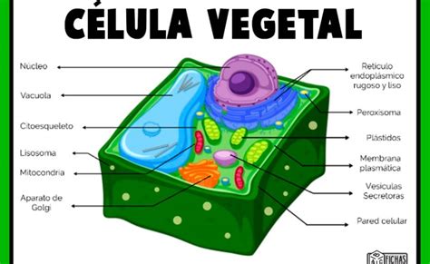 Como Dibujar Una Celula Vegetal Y Sus Partes De La Celula Vegetal