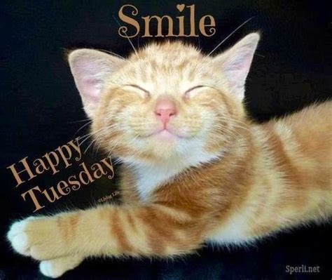 Smile Happy Tuesday Funny Animals Cats Cute Animals