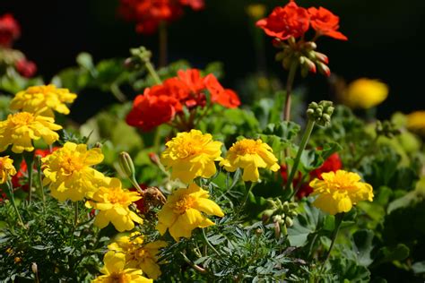 Trova la foto stock perfetta di fiori gialli. Fiori gialli e rossi | Plants