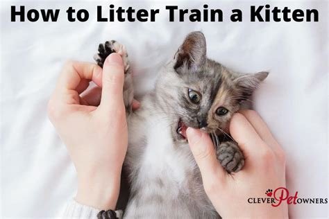How To Litter Train A Kitten Clever Pet Owners
