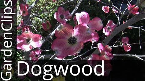 The blooms open a beautiful mint green in color and then whiten as time goes on. Flowering Dogwood - Cornus florida - How to grow Dogwood ...
