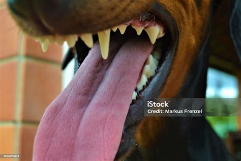 Doberman Teeth Denture Stock Photo Download Image Now Animal