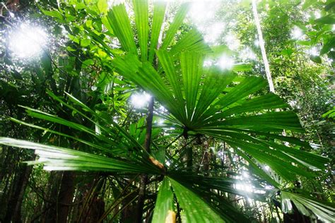 Pengelompokan ekosistem darat didasarkan atas tipe struktur vegetasi yang dominan hidup atau. Cikgu Roslan: Jom kenal hutan kita: Hutan Hujan Tropika.