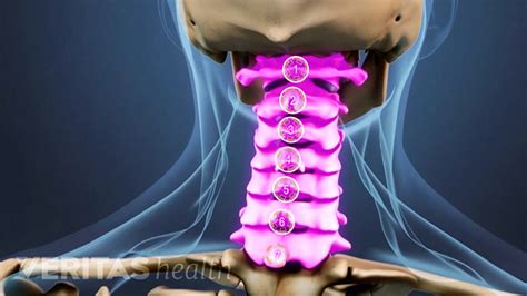 Cervical Spine Anatomy Spine Health