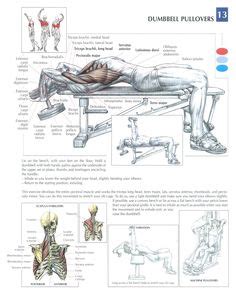 This, in turn, leads to neglecting this part of the muscle in your routine and finally to underdeveloped chest muscles. 1000+ images about Anatomy & Physiology of Weightlifting ...