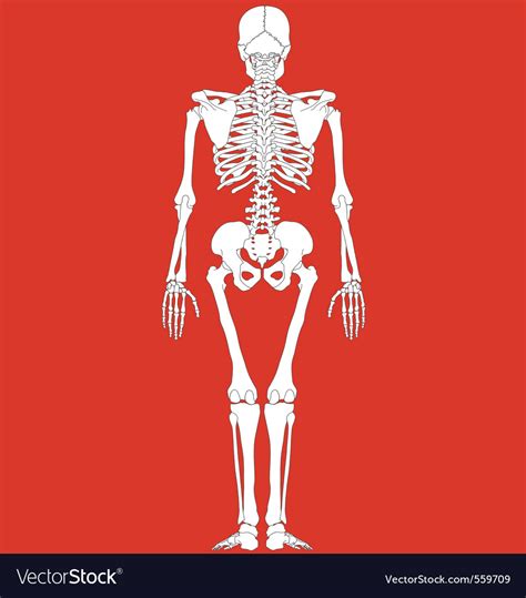 Human Skeleton Royalty Free Vector Image Vectorstock