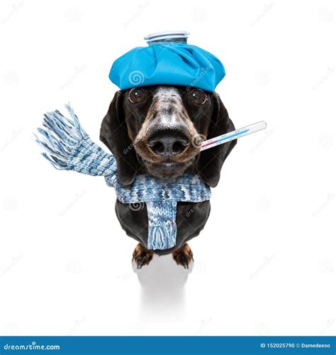 Ill Sick Dog With Illness Stock Photo Image Of Fever 152025790