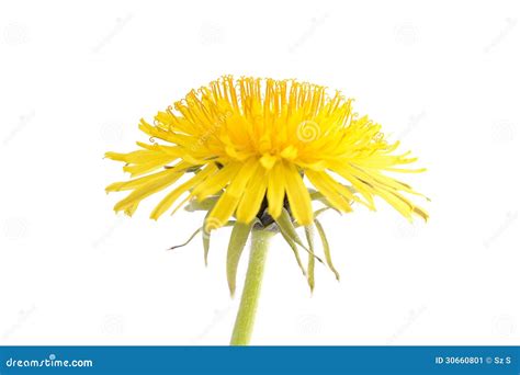 Dandelion Isolated On A White Background Stock Image Image Of