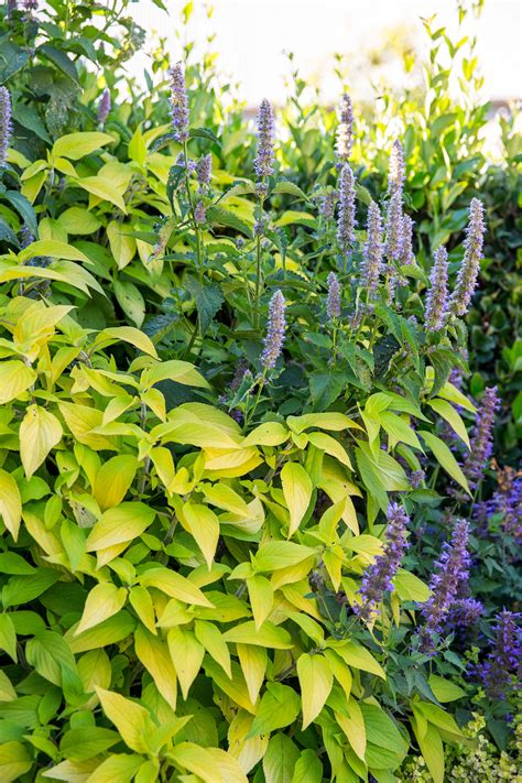 Medicinal Plants You Can Grow at Home - Sunset Magazine