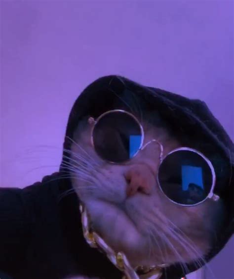 Drippy Led Light Pimped Facetime Cat Icon Cat Profile Profile