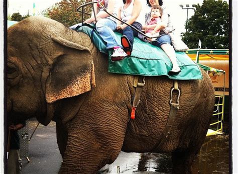 Petition · The Mayor of West Spingfield: Stop using elephants and