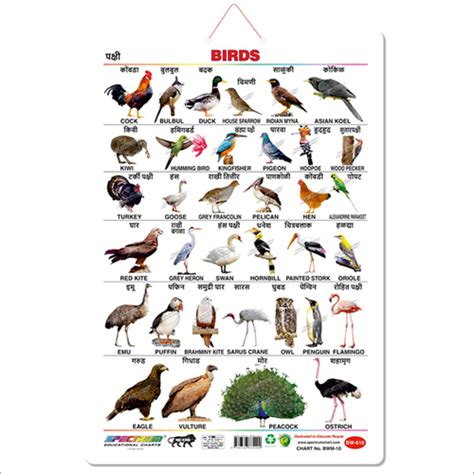 Marathi Birds Educational Wall Chart For Kids Manufacturer Supplier In