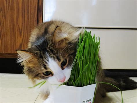 Yes, in a number of ways spinach can be beneficial to feline furballs. Why do cats and dogs eat grass? - Buy trees, shrubs ...