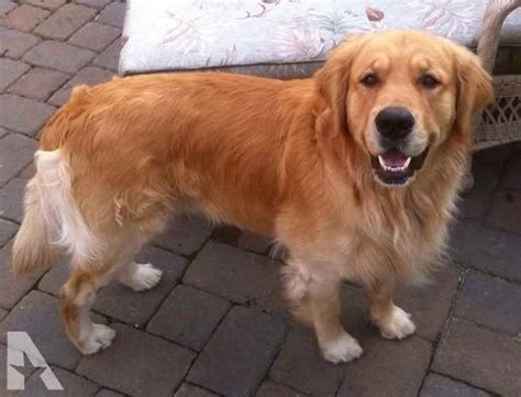 Our standards for golden retriever breeders in indiana were developed with leading veterinarians and animal welfare experts. Golden Retriever Puppies Indiana For Sale | PETSIDI