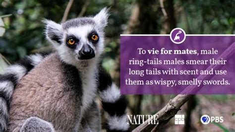 Ring Tailed Lemur Fact Sheet Blog Nature Pbs