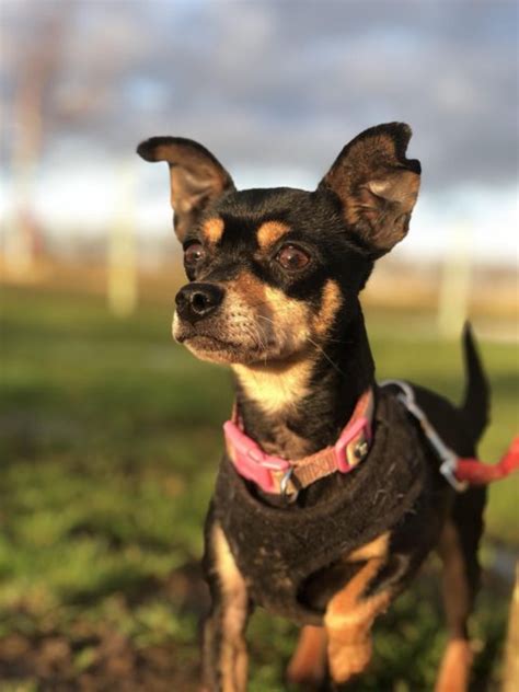 Poppy 6 Year Old Female Miniature Pinscher Cross Chihuahua Available