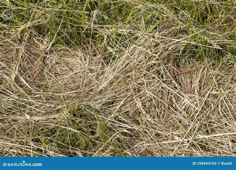 Drying Of Grass For Obtaining And Storing Hay Stock Image Image Of
