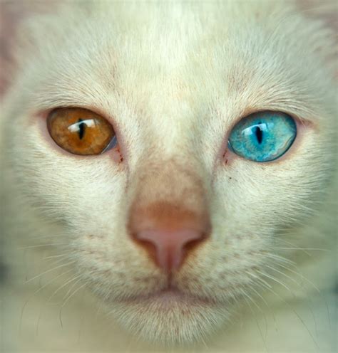 24 Cutest Cats With Different Color Eyes Stuffmakesmehappy