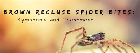 Brown Recluse Spider Bite Treatment In Birmingham Al Associated