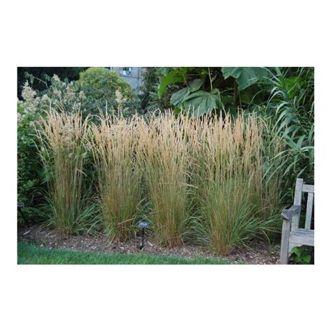 Calamagrostis X Acutiflora Karl Foerster Karl Foerster Feather Reed