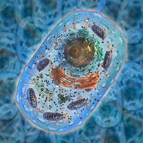 Animal Cell Photograph Typical Plant Cell Photograph By Omikron We