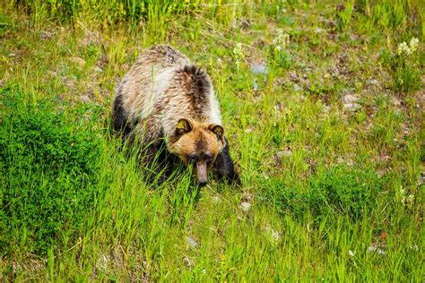 A Grizzly Bear Grazing And Running In Kananaskis Christopher Martin