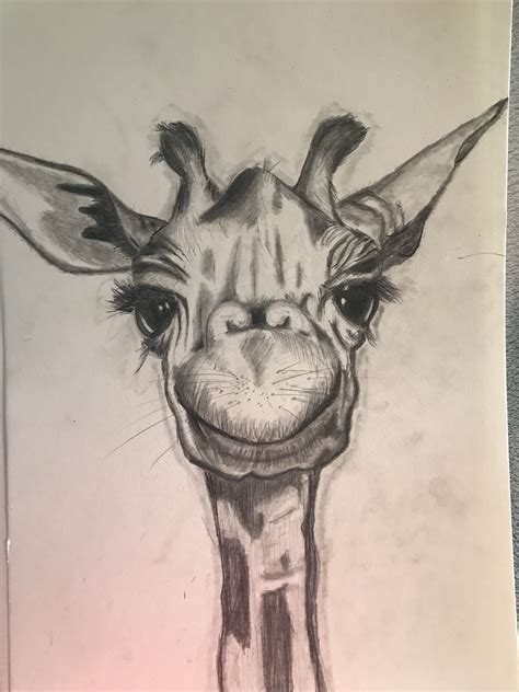 Giraffe Zeichnung Giraffen Zeichnen Tierillustrationen Tiere Zeichnen