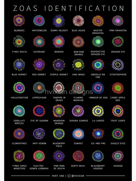 Whatever by cooperative civet on sep 15 2020 donate. "Zoanthids Identification Poster" Poster by tracylimhx | Redbubble