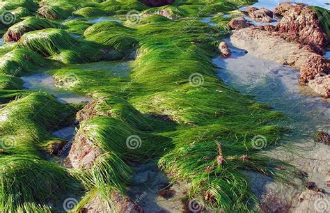 Low Tide Showing Surf Grass Phyllospadix Sp Along Coastline In